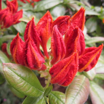 Rhododendron x kosteranum