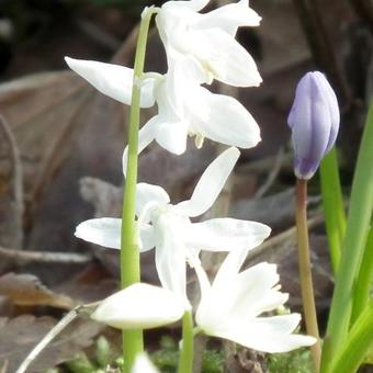 Scilla siberica 'Alba'