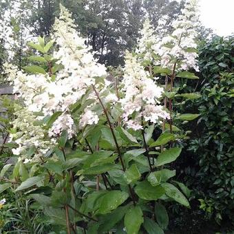 Hydrangea paniculata 'Kyushu'