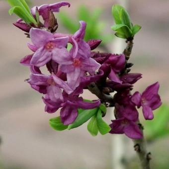 Daphne mezereum 'Rubra'