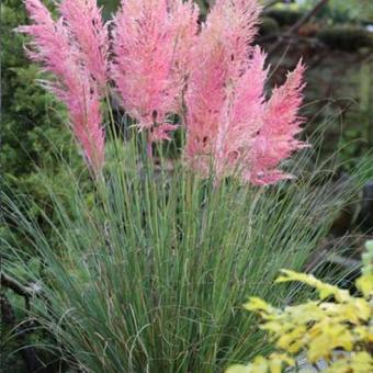 Cortaderia selloana 'Rosea'