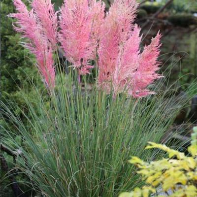 Cortaderia selloana 'Rosea' 