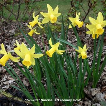 Narcissus 'February Gold'