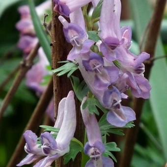 Corydalis solida