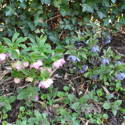 Helleborus orientalis 'Double Slaty Blue' - 