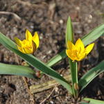 Tulipa neustruevae - 