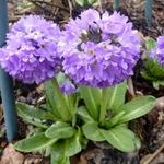 Primula denticulata - Kugel-Primel