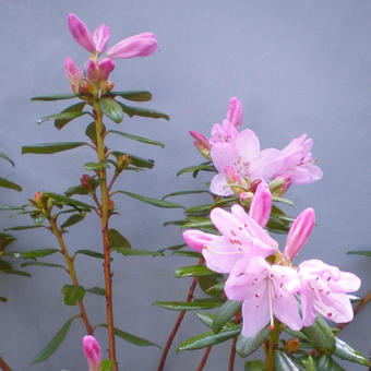 Rhododendron  'Snipe'