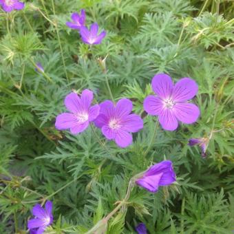 Geranium 'Brookside'