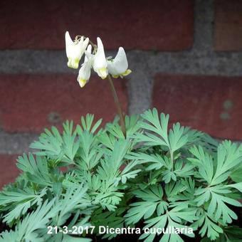 Dicentra cucullaria