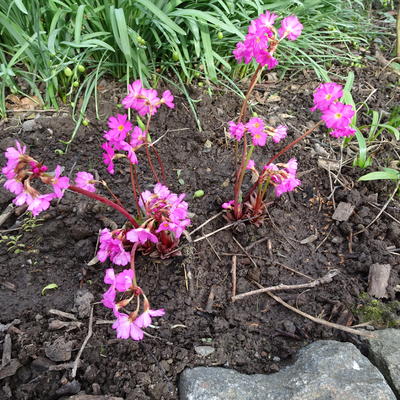 Primula rosea 'Grandiflora' - Primula rosea 'Grandiflora'