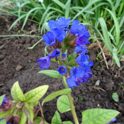 Pulmonaria longifolia 'E. B. Anderson' - Pulmonaria longifolia 'E. B. Anderson'