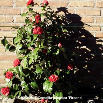 Camellia japonica 'Fircone'