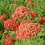 Achillea millefolium 'Paprika'