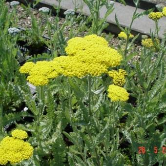 Achillea 'Moonshine'