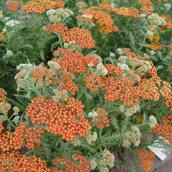 Achillea millefolium 'Walther Funcke'