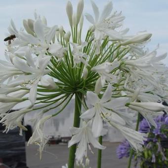 Agapanthus africanus 'Albus'