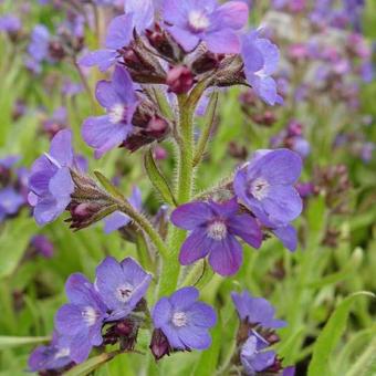 Anchusa azurea 'Loddon Royalist'