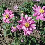 Anemone hupehensis 'Prinz Heinrich' - 