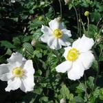 Anemone hybrida 'Andrea Atkinson' - 