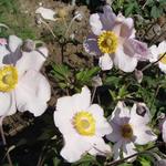 Anemone x hybrida 'Hadspen Abundance'