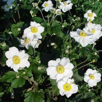 Anemone x hybrida 'Honorine Jobert'