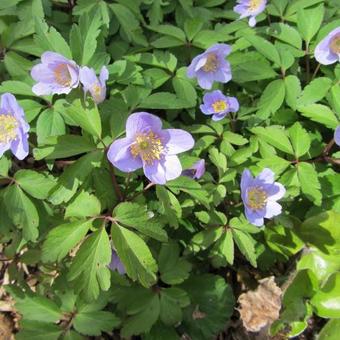 Anemone nemorosa 'Robinsoniana'