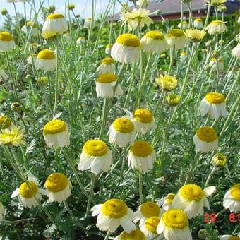 Anthemis x hybrida 'Sauce Hollandaise'