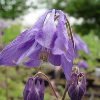 Aquilegia alpina