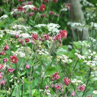 Aquilegia vulgaris 'Ruby Port'