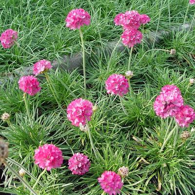 Armeria maritima 'Dusseldorfer Stolz'