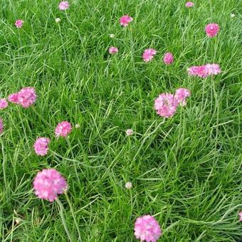 Armeria maritima 'Splendens'