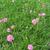 Armeria maritima 'Splendens'