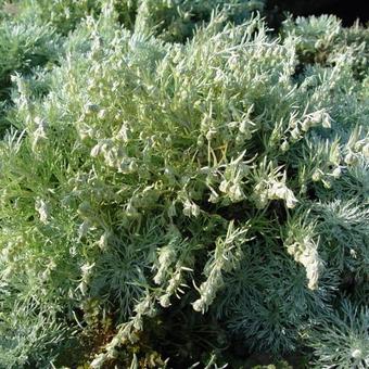 Artemisia schmidtiana 'Nana'