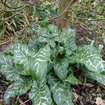 Arum italicum