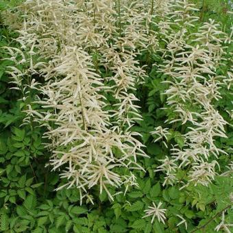 Aruncus dioicus