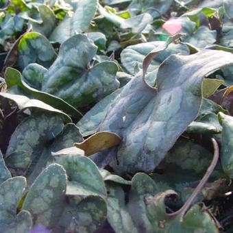 Asarum splendens