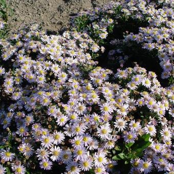 Aster ageratoides 'Stardust'