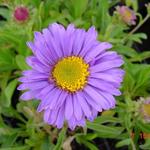 Aster des Alpes - Aster alpinus