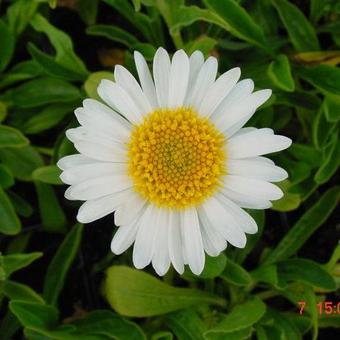 Aster alpinus 'Albus'