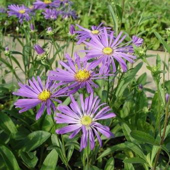 Aster amellus 'Veilchenkönigin'