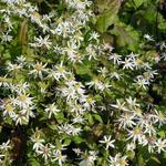 Aster divaricatus - Weisse Wald-Aster