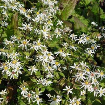 Aster divaricatus