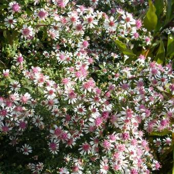 Aster lateriflorus 'Lady in Black'