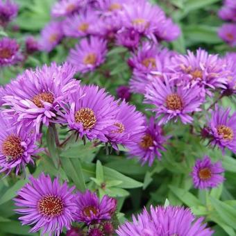 Aster novae-angliae 'Purple Dome'