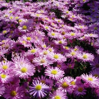 Aster dumosus 'Herbstgruss von Bresserhof'