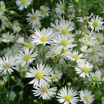 Symphyotrichum pilosum var. pringlei 'Monte Cassino'