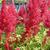 Astilbe japonica 'Montgomery'