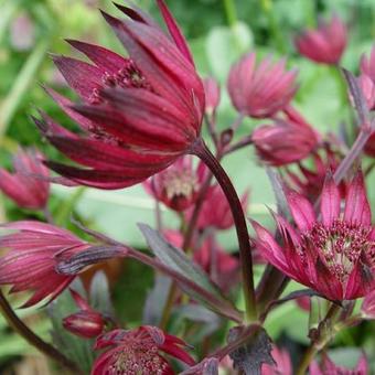 Astrantia major 'Ruby Star'