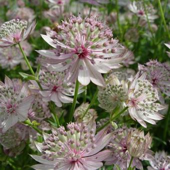 Astrantia 'Buckland'